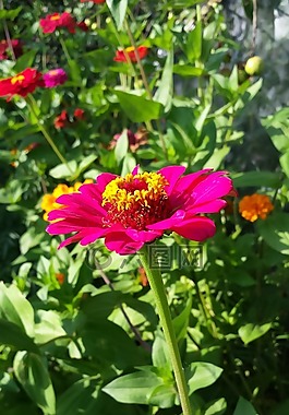 百日草,專業(yè),鮮花