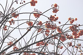 植物,鮮花,花園