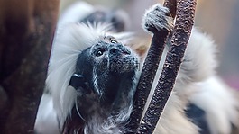 動物,哺乳動物,自然