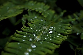 葉,水滴,濕