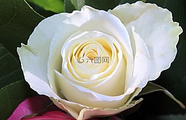 玫瑰,白,開花