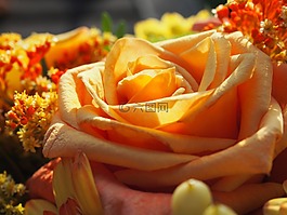 花,玫瑰,婚禮