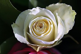 玫瑰,白,開花