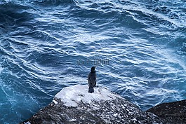 海,海洋,鳥