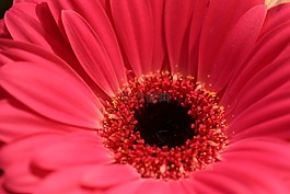 花,紅色,特寫