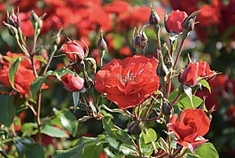 紅玫瑰,玫瑰花蕾,灌木
