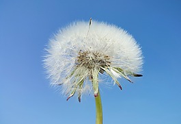 蒲公英,天空,春天