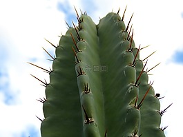 hildmann 的蜡样芽胞,仙人掌,天空