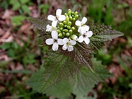 knoblauchrauke,森林花卉,沙拉花