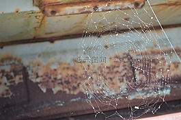 蜘蛛網(wǎng),web,蜘蛛