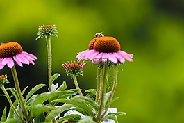 蜜蜂,太阳帽,花