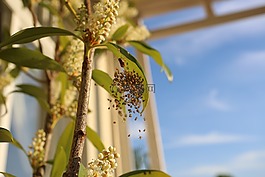 蜘蛛寶寶,性質(zhì),廠