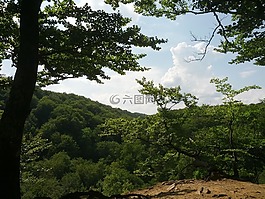 森林,林,性質(zhì)