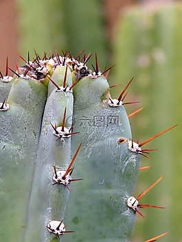 hildmann 的蜡样芽胞,仙人掌,植物