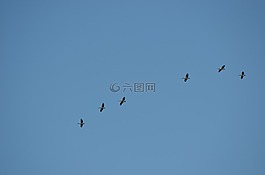 鵜鶘,鳥(niǎo),飛