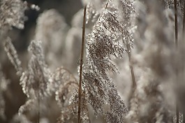 弗羅斯特,冬天,雪