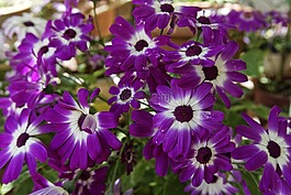 花,春,自然