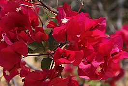 鮮花,性質(zhì),春
