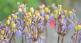 花,natur,春