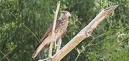 性質(zhì),鳥,捕食鳥