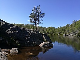 挪威,徒步旅行,樹