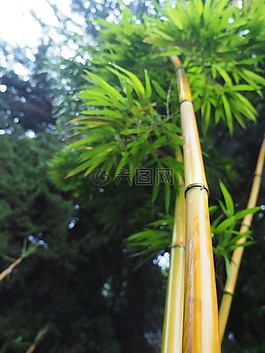 考艾島,夏威夷,大瀑布