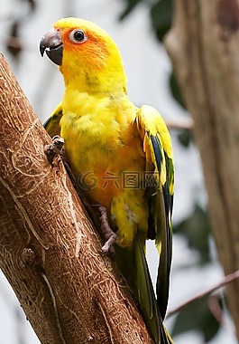動(dòng)物,鳥,鸚鵡