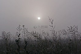 霧,草,太陽