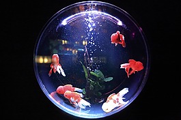 魚缸,魚,玻璃