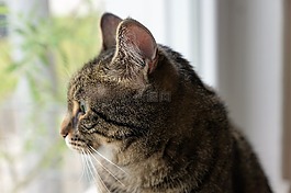 貓,動物,寵物