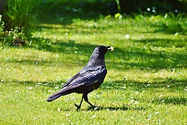 烏鴉,鴉雀,鳥