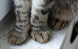 貓,動物,寵物