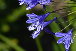 花,藍色,特寫