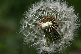 蒲公英,绒毛,种子