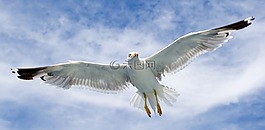 海鷗,海鳥類,鳥類