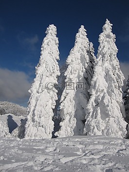 杉木,雪,冬天