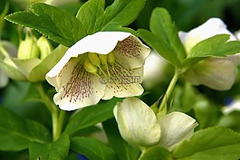 春天,花,白