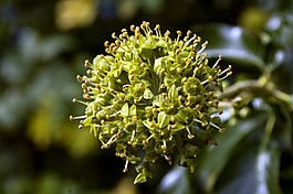 植物,綠色,性質(zhì)