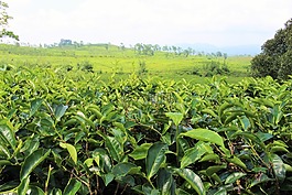 茶,花园,自然