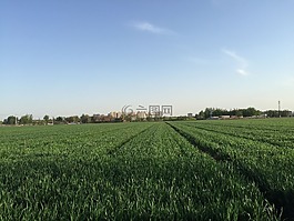 夏天,麥田,藍(lán)天