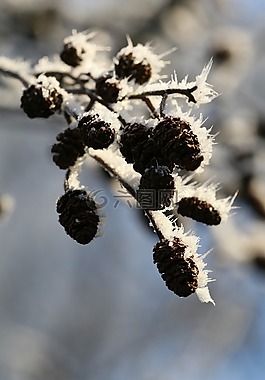分支,雪,冬天