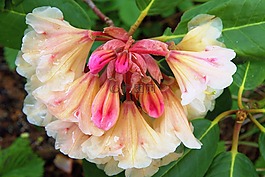 春天,開花,盛開