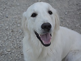 婊子,女性,金毛獵犬