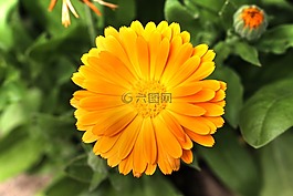 萬壽菊,開花,綻放