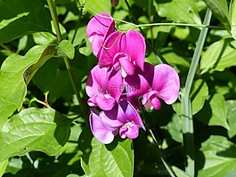 夏花,開花,紫