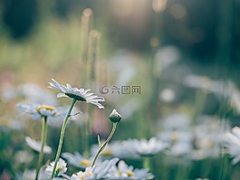 雏菊,格伯,自然