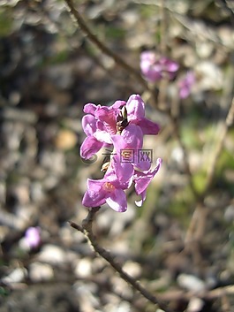 瑞香,花,春天