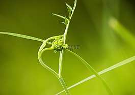 草,大自然,綠色