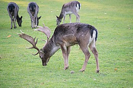 公園,性質,小鹿