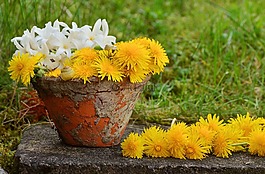 花盆,蒲公英,黃色